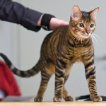 648px-toyger_-_cornish_rex_presentation_show_riihimc3a4ki_2008-11-16_img_0101