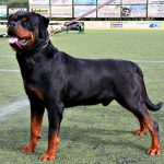 800px-02_i_exposicic3b3n_monogrc3a1fica_club_rottweiler_de_espac3b1a_-_santa_brigida_-_gran_canaria